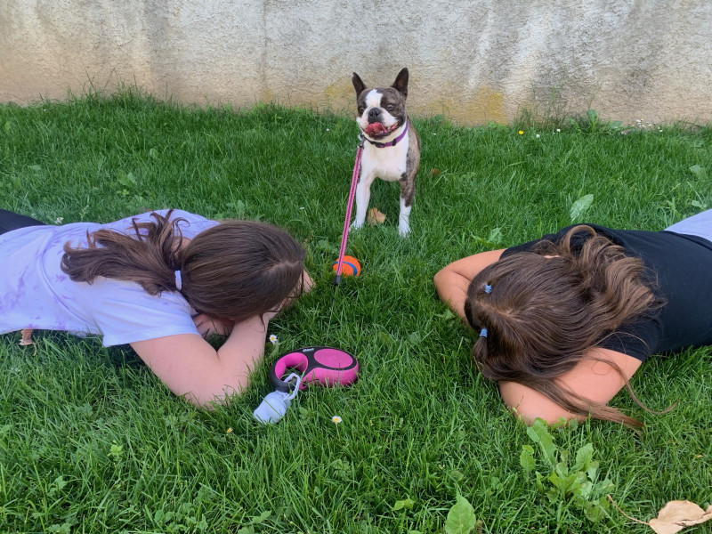 atelier agility avec chien atelier agility avec chien