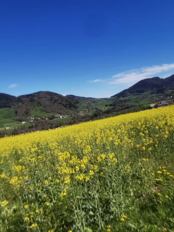 Parcours VTT au fil des alpages de la Vallée Verte_Habère-Poche