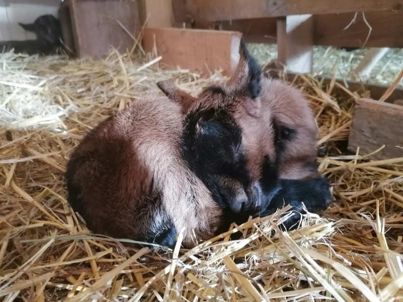 La Ferme du Mourian_Bellevaux