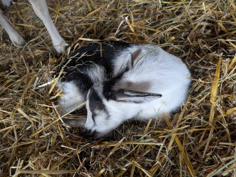 La Ferme du Mourian_Bellevaux