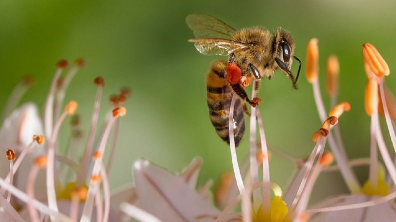 Abeille - © Nadine Noël Abeille