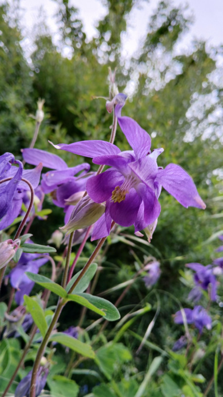 Jardin Alpin_Bellevaux Jardin Alpin_Bellevaux