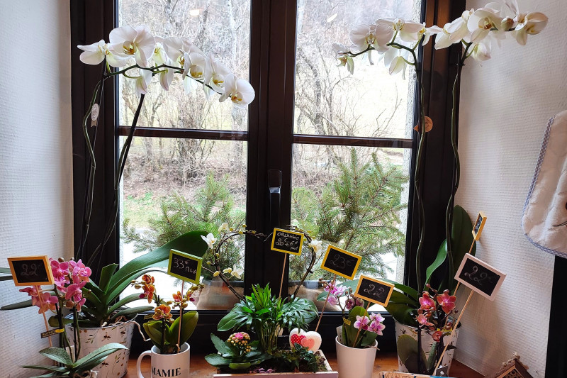 Plantes fleurs