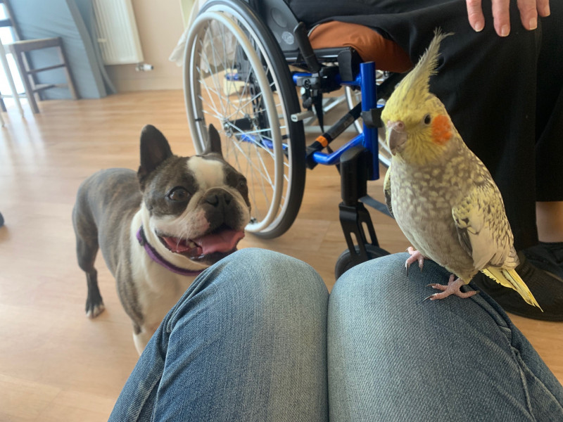 création de lien entre une personne à mobilité réduite, un oiseau et un chien création de lien entre une personne à mobilité réduite, un oiseau et un chien
