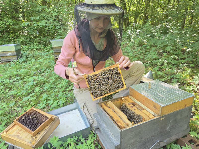 Travail dans les ruches avec Camille
