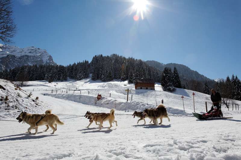 Chiens de traineaux