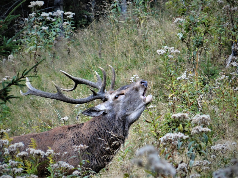 Brame du cerf