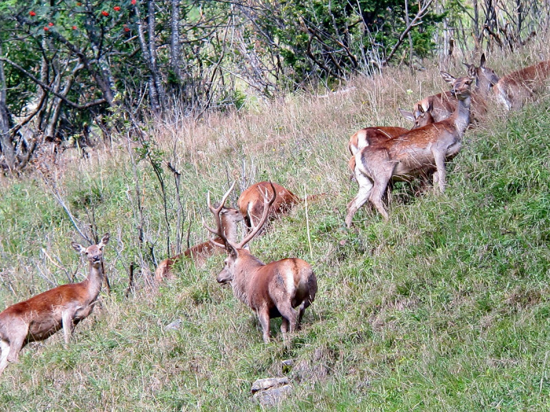 Brame du cerf