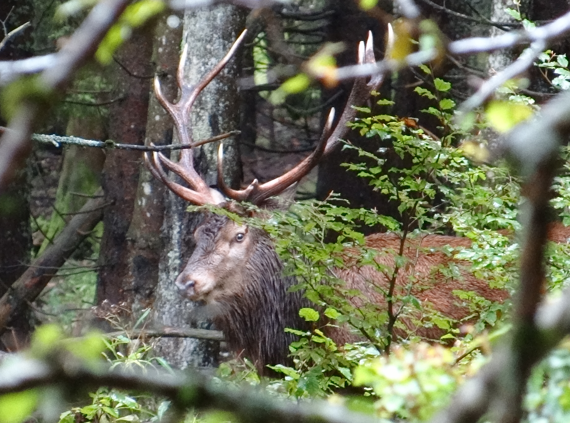 Brame du cerf - © Eric Mouchet