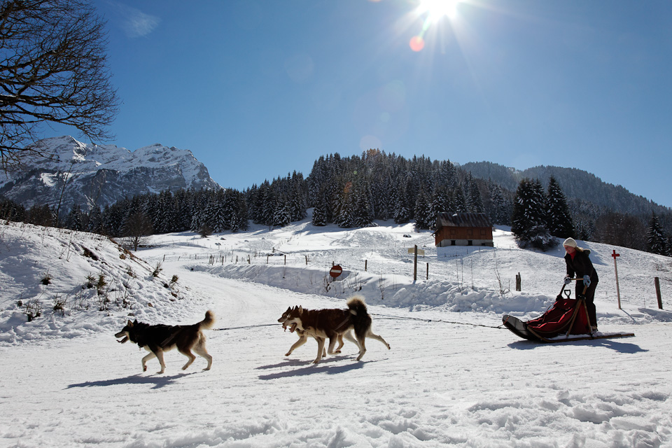 Conduite d'attelage de chiens de traineaux  - © GIlles Place