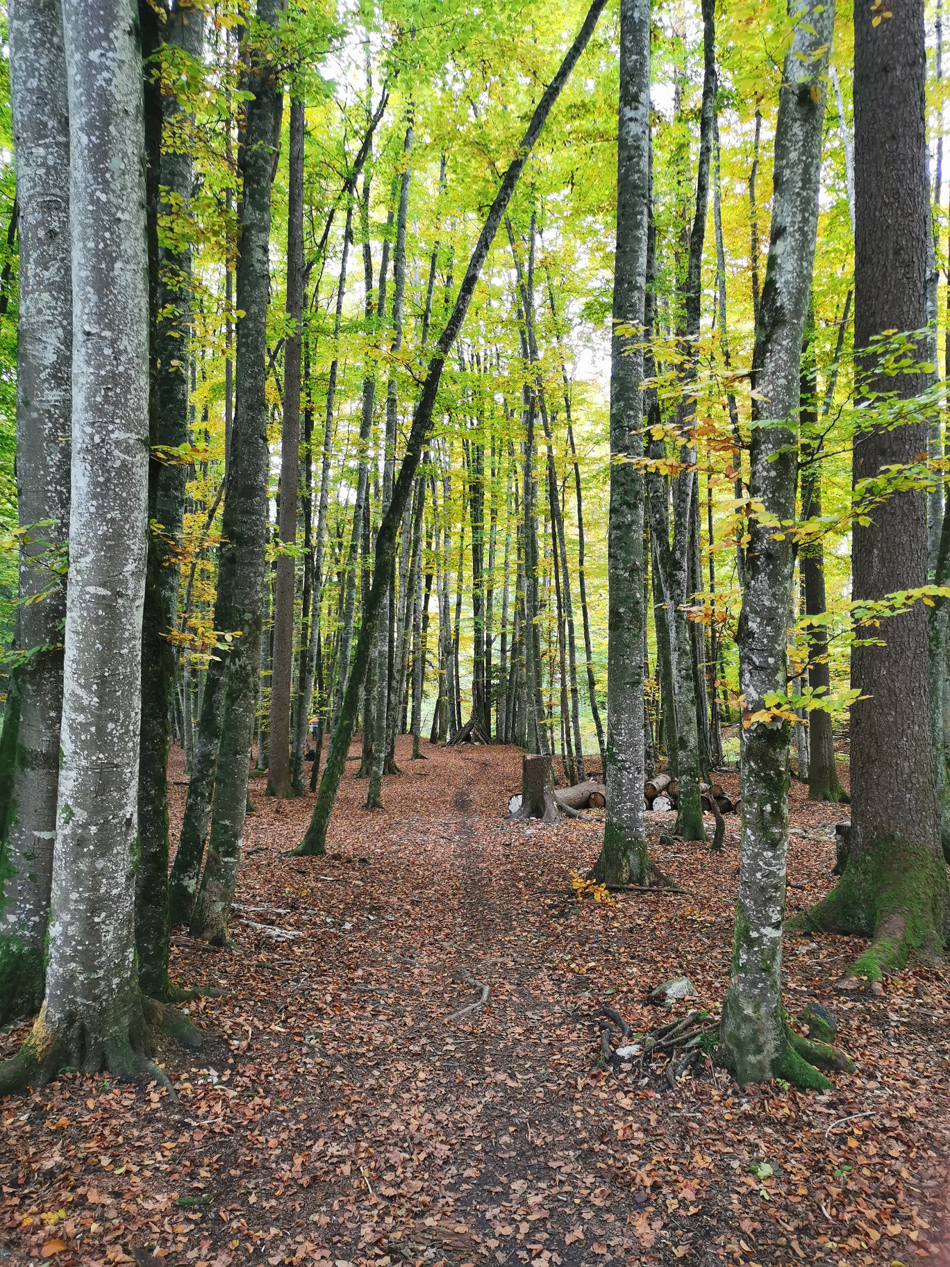 En forêt