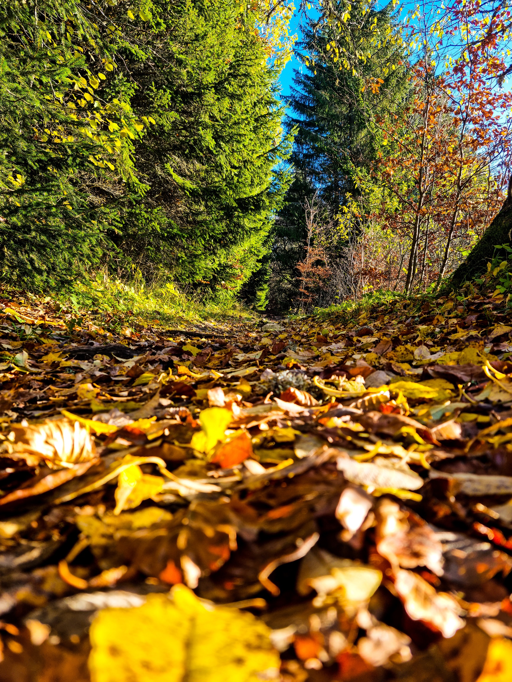 Le bruissement des feuilles sous nos pas