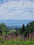 1000006443-62391