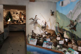 Musée de la faune visite