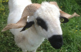 Le bélier