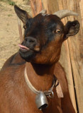 Chèvre