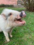 Visite de la ferme d'animation_Lullin