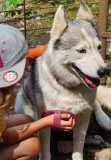 Les Ateliers du Parc Nordique - brossage des chiens