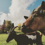 Visite de la ferme du Mourian_Bellevaux