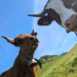 Visite de la ferme du Mourian_Bellevaux