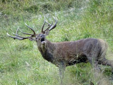 Le brame du cerf