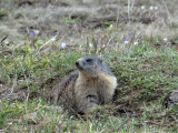 Réveil de la marmotte