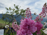 Jardin accueillant les visiteurs avec vue sur la montagne d'Hirmentaz