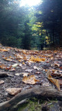 Les murmures de la forêt