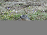marmotte dans prairie