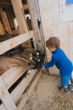 les enfants nourrissent les chèvres