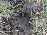 Traces