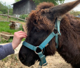 Visite de la ferme d'animation_Lullin