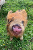 petit cochon de la fermer