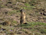 marmotte aux aguets