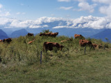 Vaches à Miribel