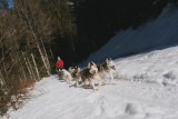 Sled dogs_Bellevaux