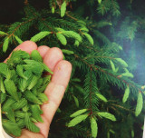 bourgeons d'épicéa