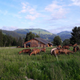 Les chèvres des Moises