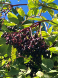 Nourriture sauvage - Savourez la nature !_Bellevaux