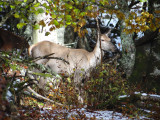 Le brame du cerf_Habère-Lullin Le brame du cerf_Habère-Lullin