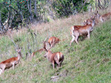 Le brame du cerf_Habère-Lullin Le brame du cerf_Habère-Lullin