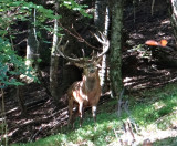 Le brame du cerf_Habère-Lullin Le brame du cerf_Habère-Lullin