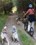 Cani footbike