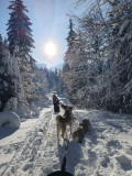 Sled dogs_Bellevaux - © Traineaux passion -Parc nordique Sled dogs_Bellevaux