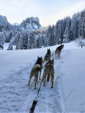 Sled dogs_Bellevaux - © Traineaux passion -Parc nordique Sled dogs_Bellevaux