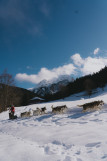 Sled dogs_Bellevaux - © Sixtine Voisin - OT Alpes du Léman Sled dogs_Bellevaux