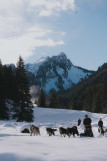 Sled dogs_Bellevaux - © Sixtine Voisin - OT Alpes du Léman Sled dogs_Bellevaux
