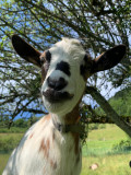 la chèvre de la ferme