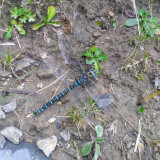 Libellule Libellule