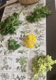 Cueillette de plantes sauvages